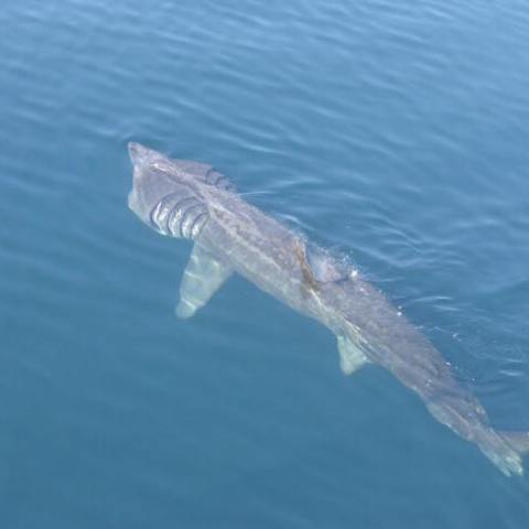 a fish swimming in a body of water
