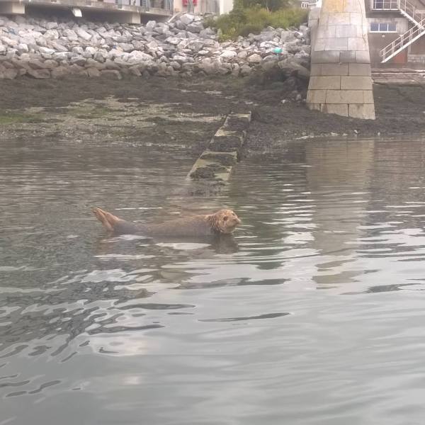 a dog swimming in a body of water