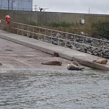 a flock of seagulls are swimming in the water