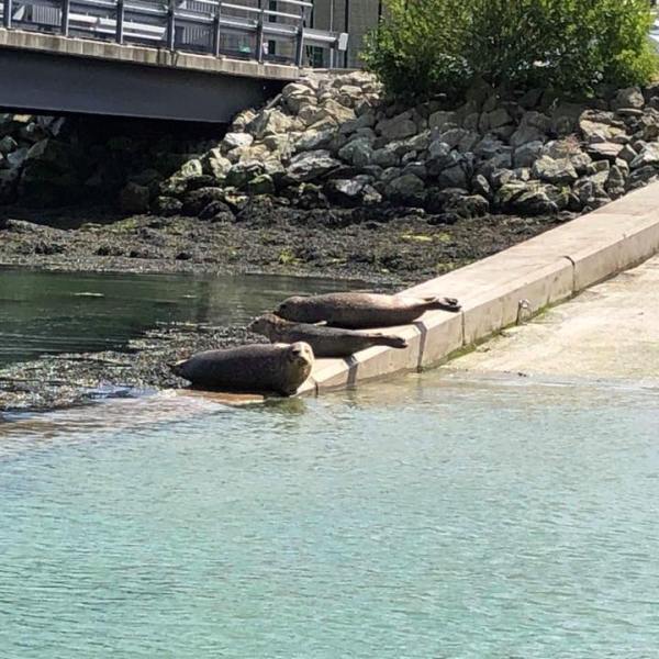 a bridge over a body of water
